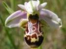 Ophrys scolopax